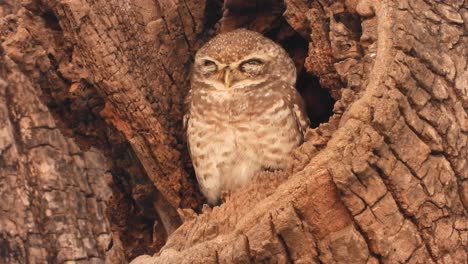 pequeño búho durmiendo - ojos de árbol