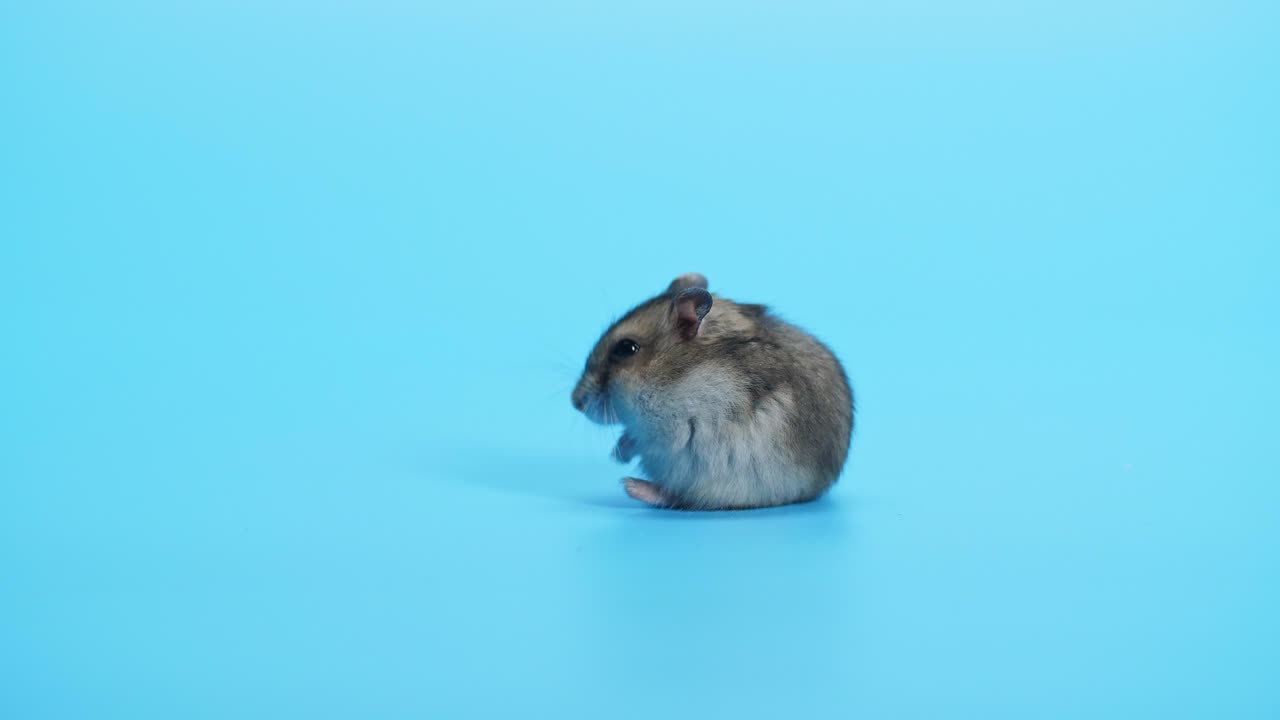Mouse, Mice On Blue Background