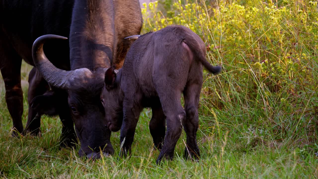 엄마와 버팔로 베이비 바운스 놀이