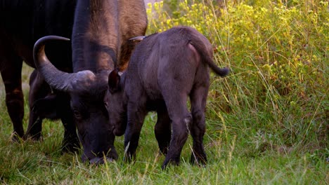 el bebé de búfalo rebota juega con su madre