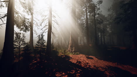 sunbeams streaming through a foggy redwood forest