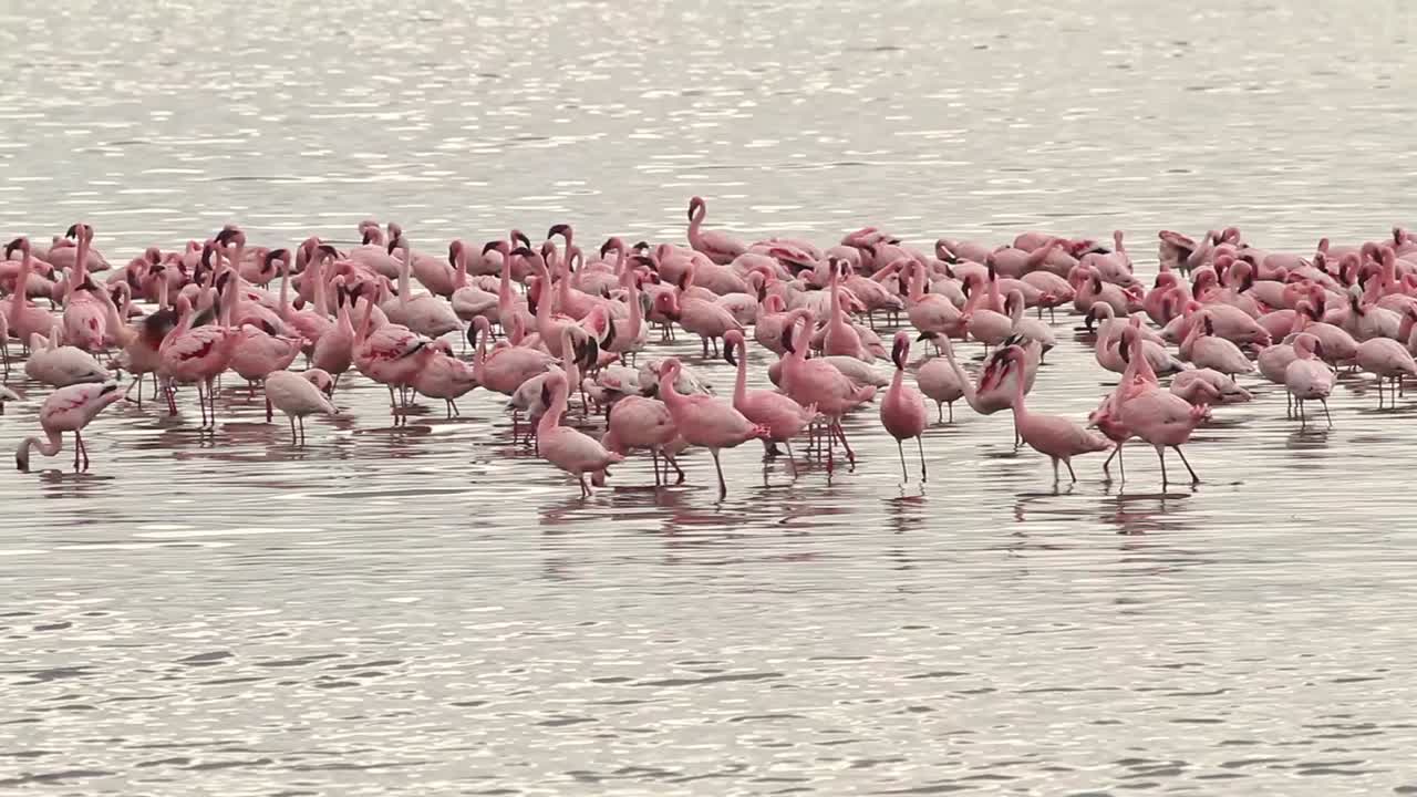 Flamingo at Lake Nakuru in Kenya.