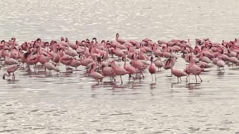 flamingo at lake nakuru in kenya.