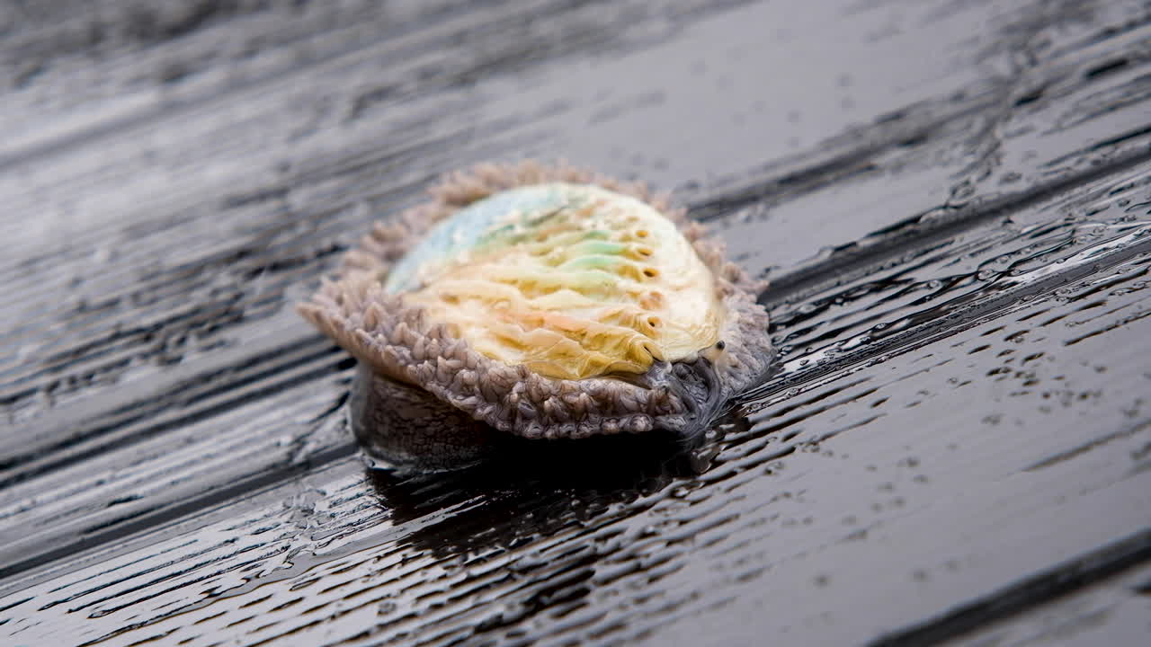 검은색 플라스틱에 단일 남아프리카 전복 활공