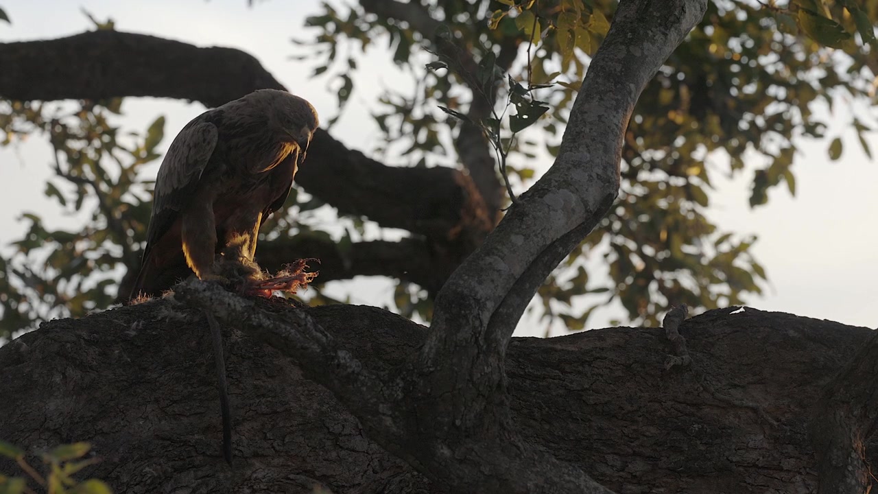 Aquila rapace mangia una scimmia su un ramo d'albero con illuminazione laterale dorata.