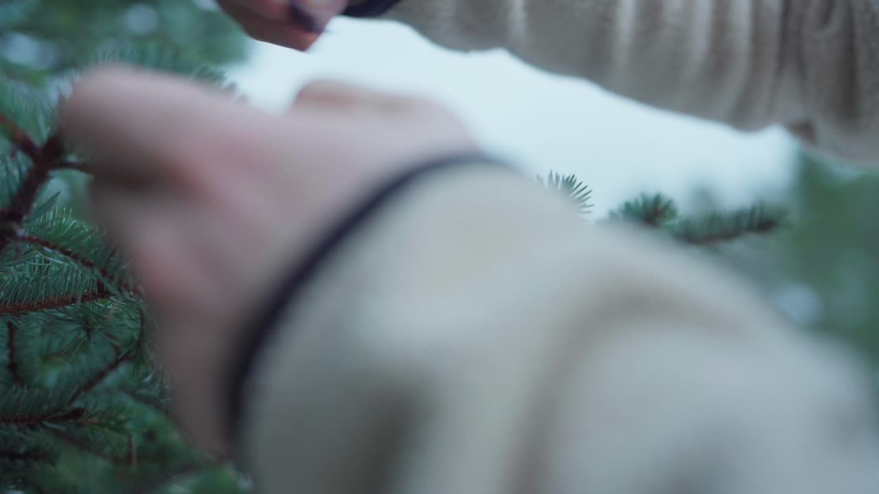 가문비나무의 작은 가지를 가지치기하는 정원사