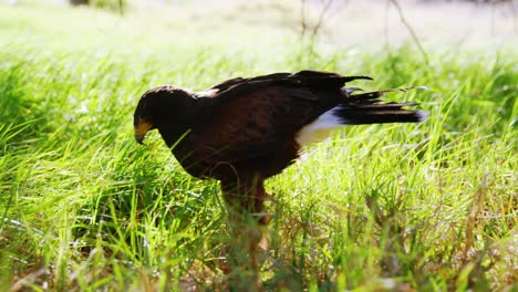 Águila-Halcón-Posada-Sobre-Una-Hierba-Verde