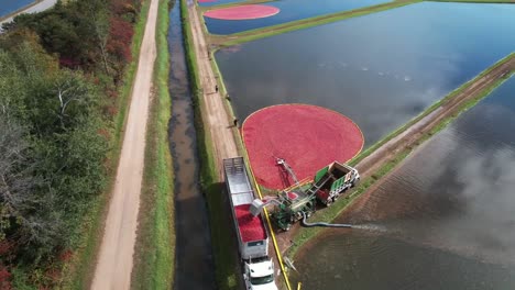 Eine-Beerenpumpe-Befördert-Preiselbeeren-Aus-Dem-Sumpf-In-Einen-Separator,-Wo-Sie-Gereinigt-Und-Transportiert-Werden