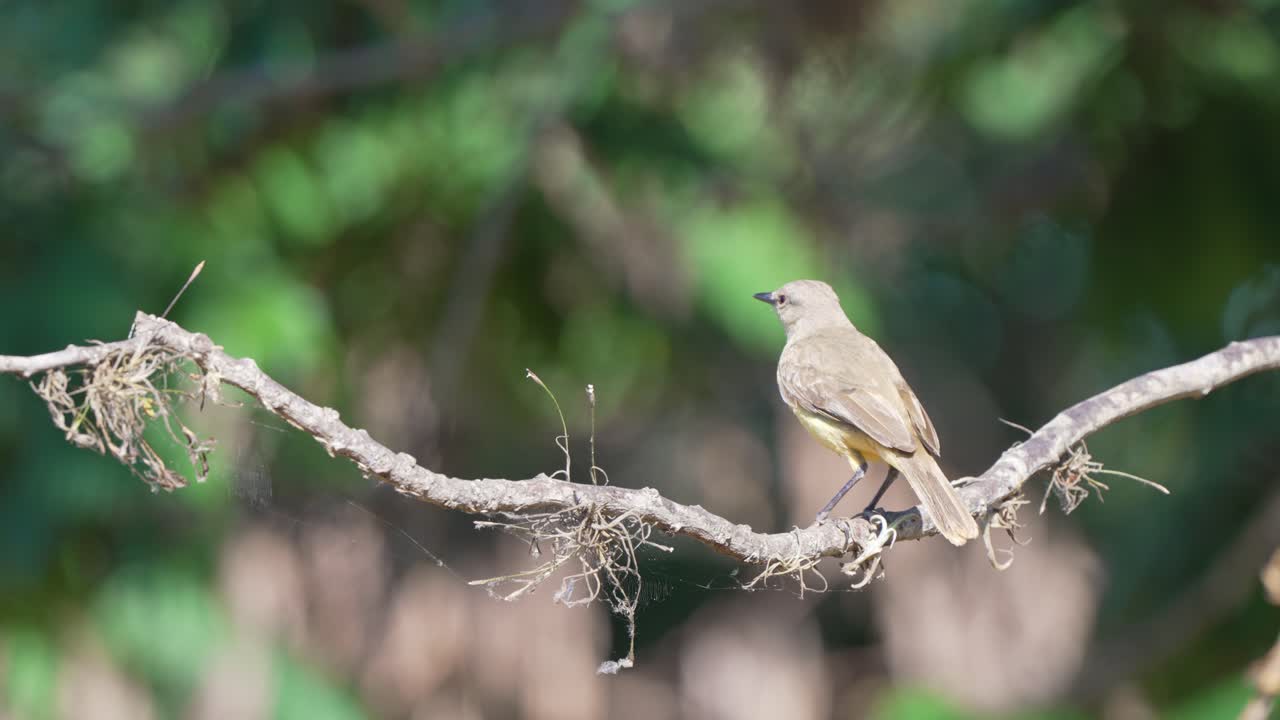 작은 소 폭군, 마체토르니스 릭소사(machetornis rixosa)는 숲속을 들여다보고 맛있는 파리와 호핑을 하고 슬로우 모션으로 오른쪽으로 걸어가며 판타날 브라질에서 클로즈업 샷을 찍습니다.