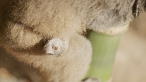 Der-Kopf-Eines-Braunen-Lemurenbabys-Ragt-Aus-Dem-Fell-Der-Mutter-Heraus