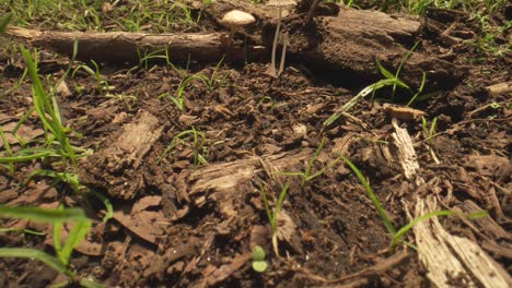 revealing shot of mushrooms growing in forest, new zealand