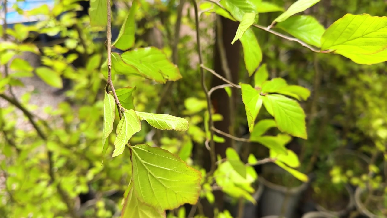 Parrotia persica giovane albero con foglie verdi foresta Ircana Iran piantina crescita naturale fogliame colorato primavera autunno paesaggio rurale giardinaggio riforestazione vivaio decorazione esterna natura arbusto
