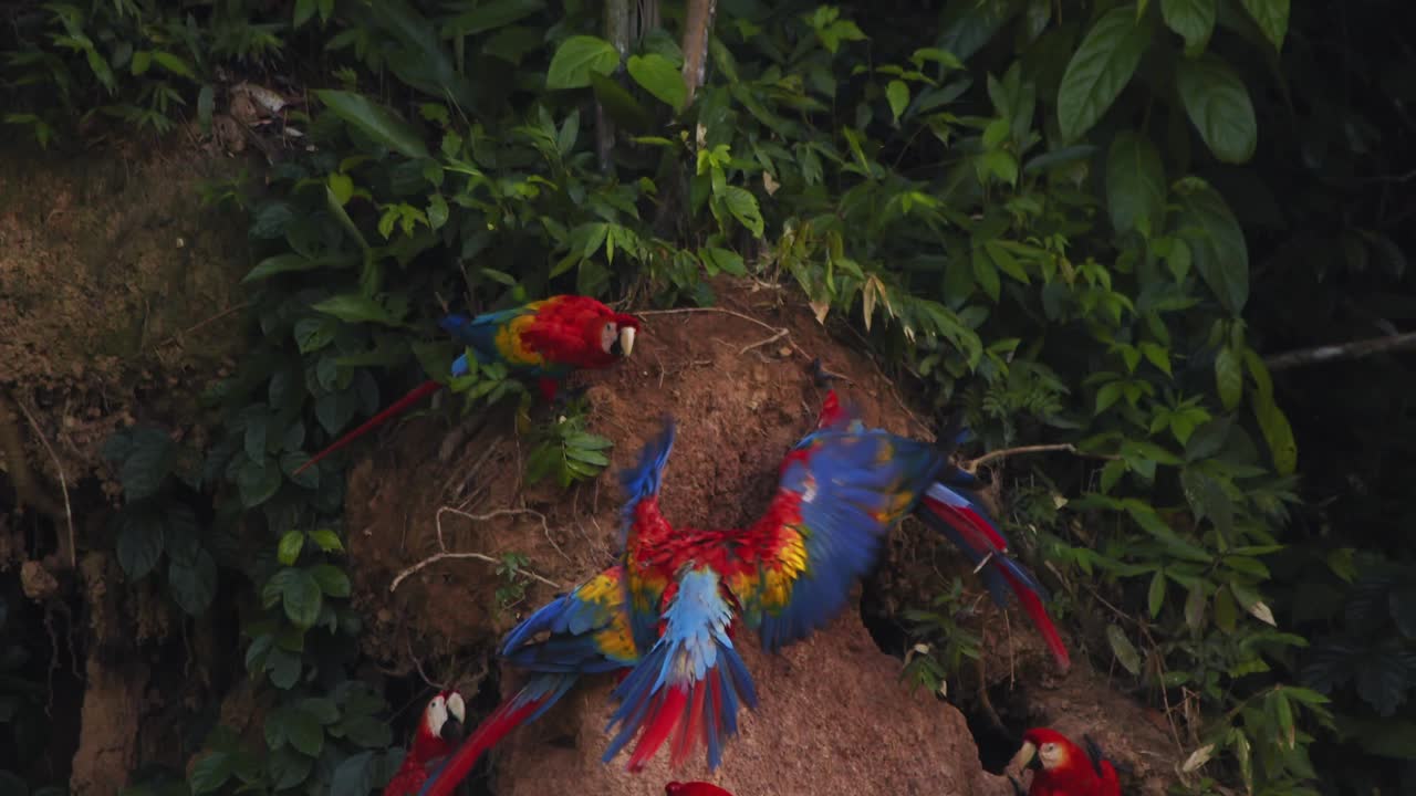Scarlet Macaw tries to hover over a small flock which is already eating mud at the chuncho clay lick unable to land