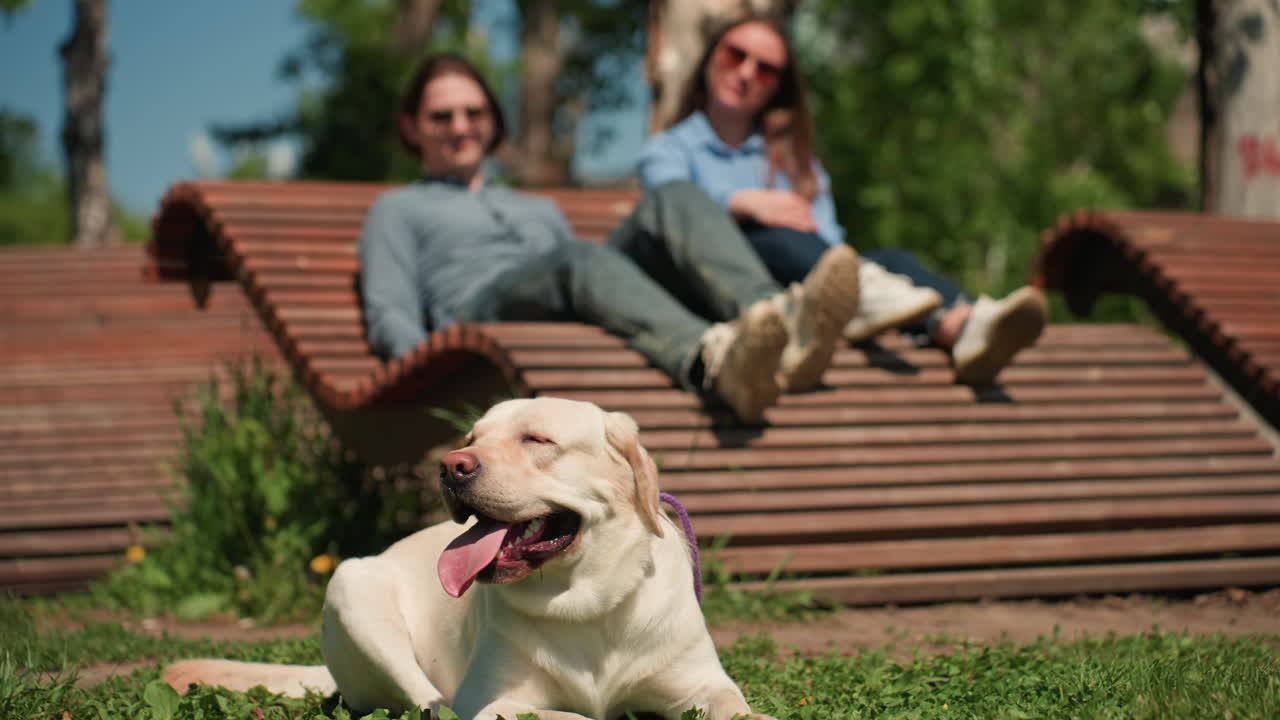 편안하게 쉬는 커플과 반려동물이 있는 평화로운 정원, 래브라도와 평화로운 방문객이 있는 고요한 야외 환경, 기대어 앉아 자연을 즐기는 그룹과 래브라도 강아지를 보여주는 목가적인 녹지 공간