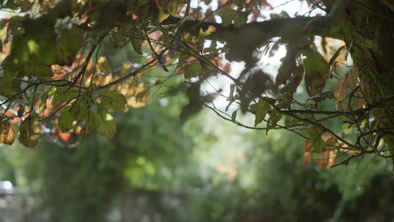 tiro inclinado hacia arriba que muestra las hojas de otoño soplando con viento ligero en el árbol a la luz de la mañana, translúcido retroiluminado