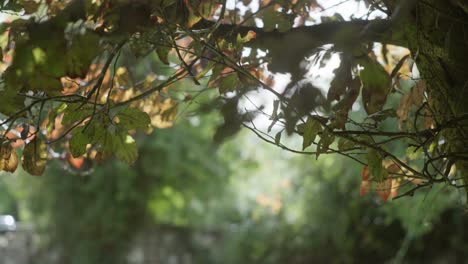 Tiro-Inclinado-Hacia-Arriba-Que-Muestra-Las-Hojas-De-Otoño-Soplando-Con-Viento-Ligero-En-El-árbol-A-La-Luz-De-La-Mañana,-Translúcido-Retroiluminado