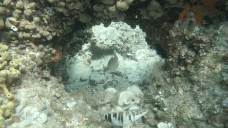 swimming-into-a-hole-in-rocky-seabed-in-Croatia-with-small-fish-and-corals