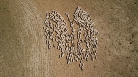 drone following a flock group of white sheep moving in search of green meadow to gaze