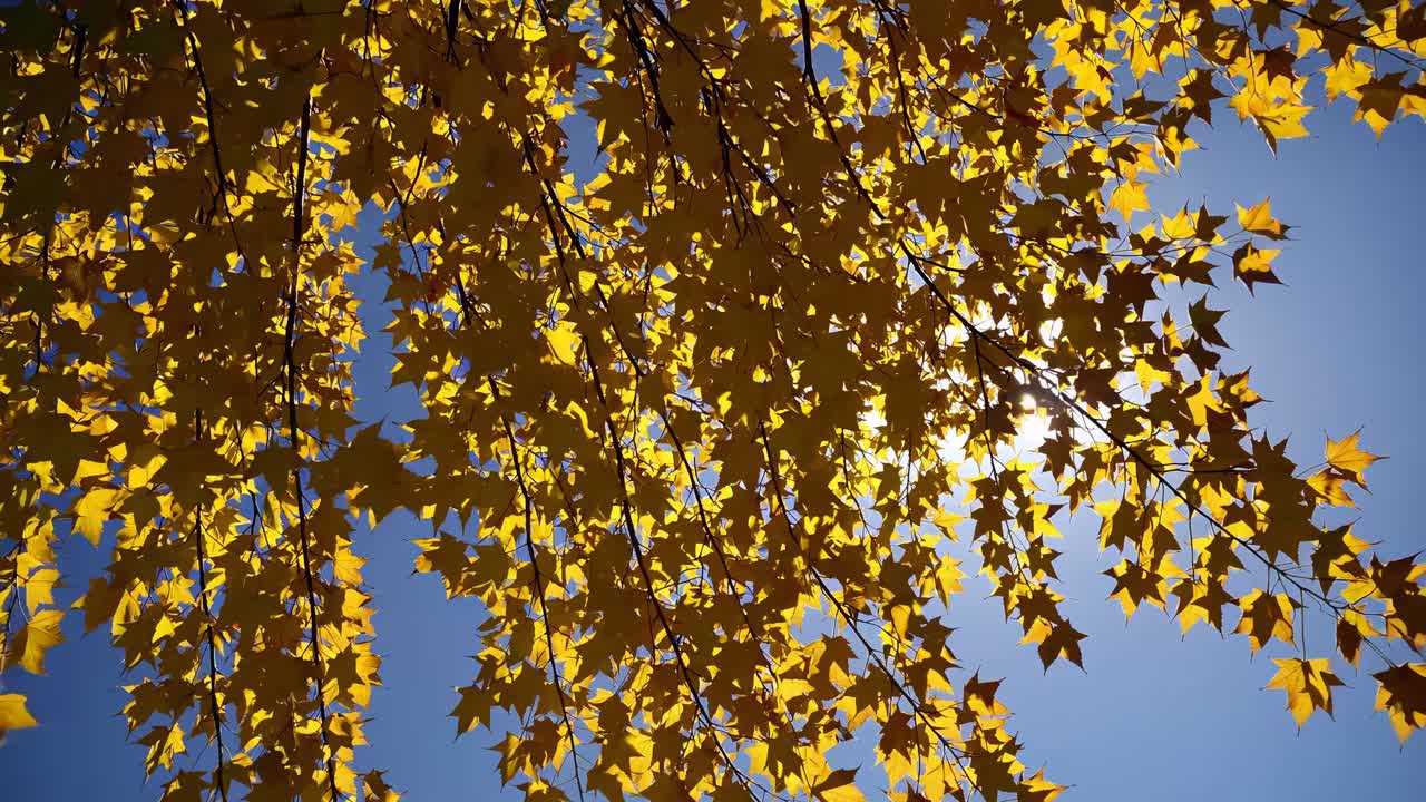 Upward angle captures golden autumn leaves against a clear blue sky, evoking a serene, cinematic