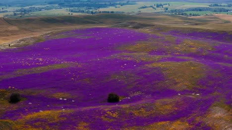 flying over a field of wild flowers in a mountain valley-2