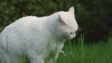 cat in grass field