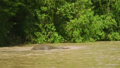 Elefant-In-Wilder-Wasserstelle-Im-Manyara-Ranch-Conservancy-Tansania-Schwimmen-Unter-Wasser