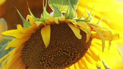 Close-up-Detail-Of-A-Blooming-Sunflower-In-Springtime