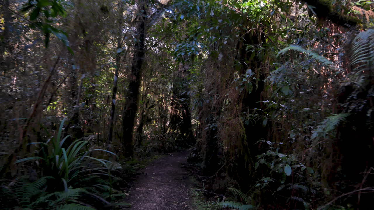 낮 동안 무서운 어두운 정글 숲을 걷는 신비로운 pov