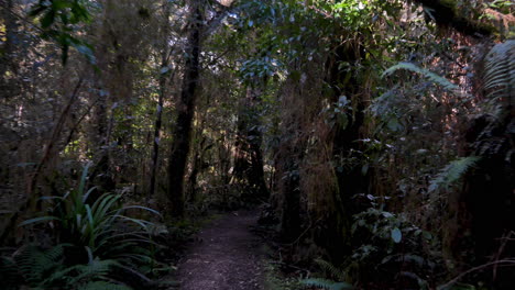 Mystic-Pov-Caminar-A-Través-Del-Bosque-De-La-Selva-Oscura-Y-Aterradora-Durante-El-Día