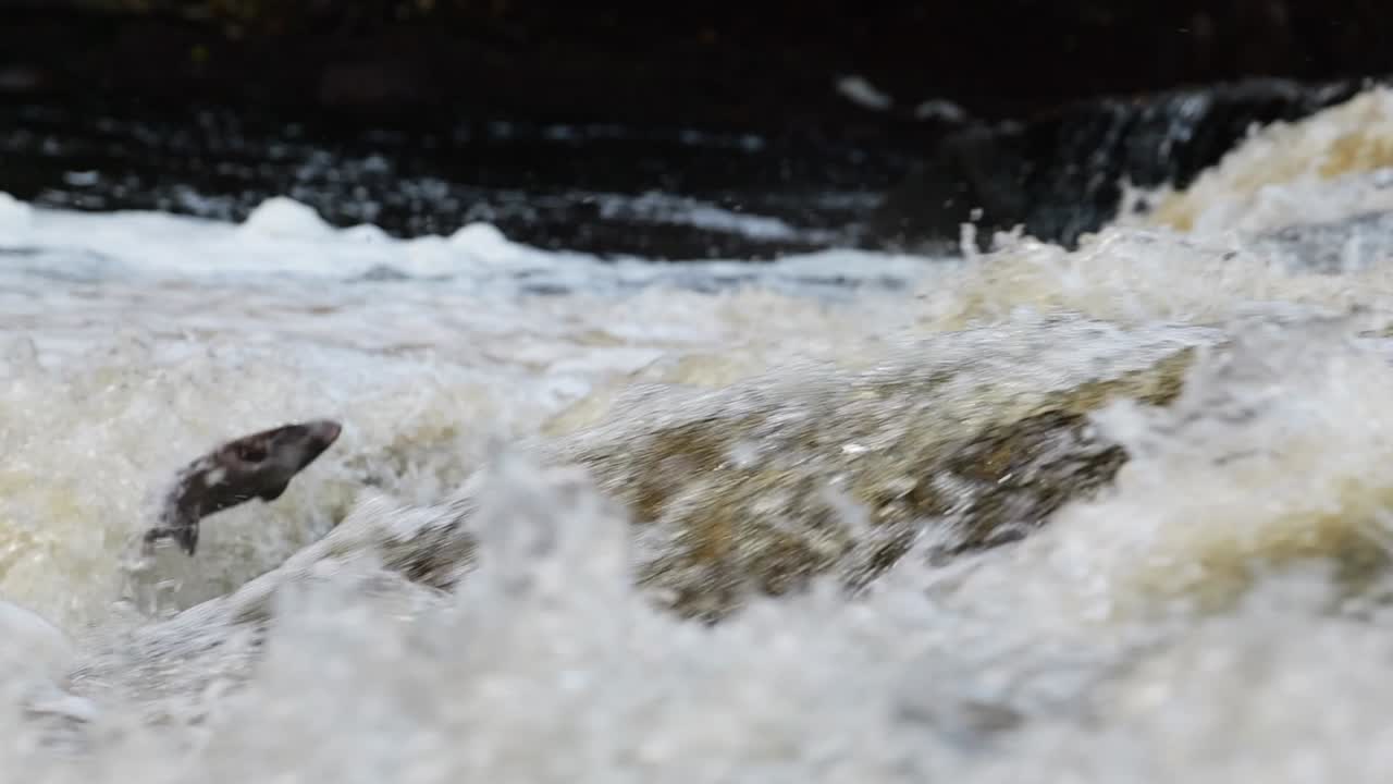A powerful salmon propels itself from the churning waters below, leaping high against the force of a roaring waterfall. Static slow motion