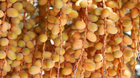 Cluster of Dates Hanging from a Palm Tree