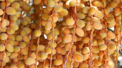 un racimo de dátiles colgando de una palmera