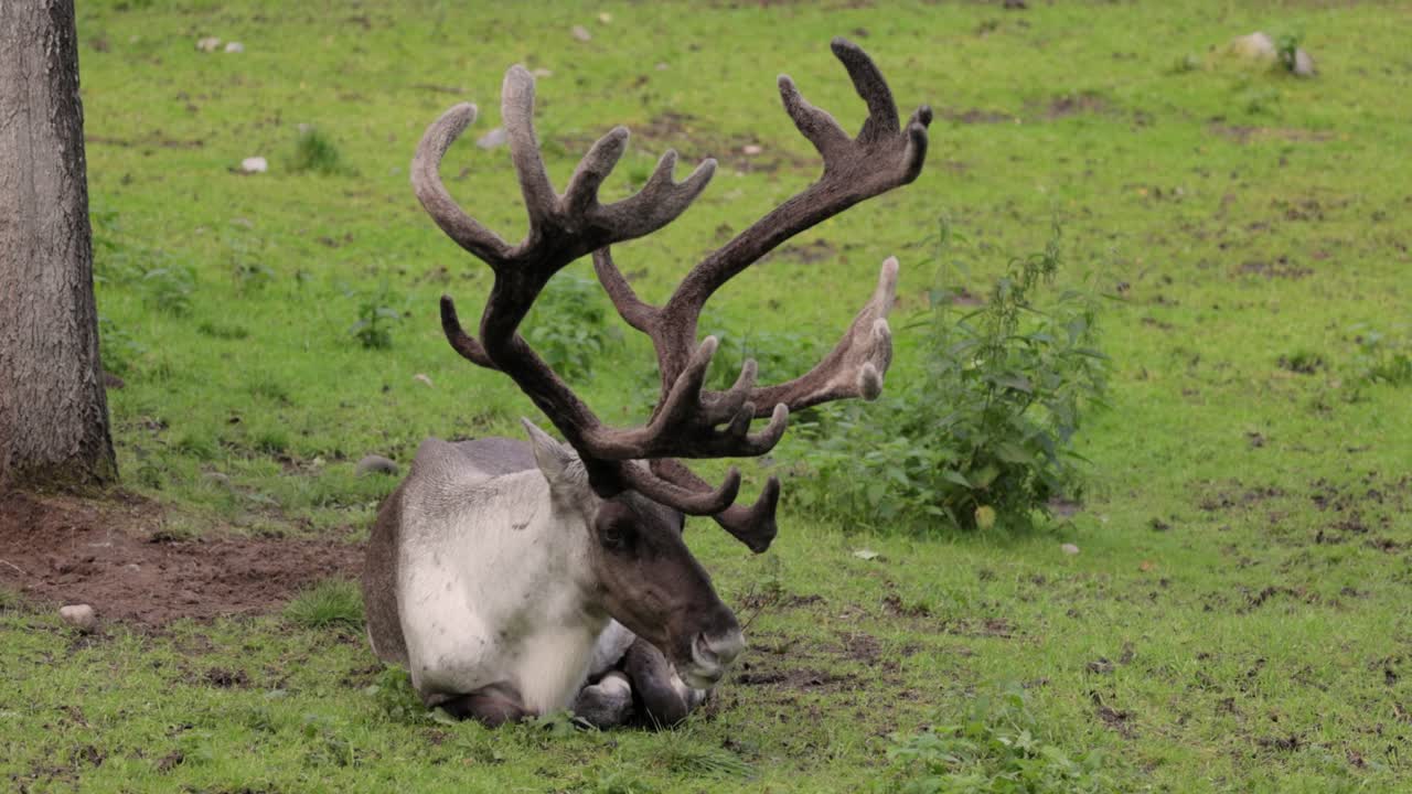 el reno (rangifer tarandus) en el prado verde.