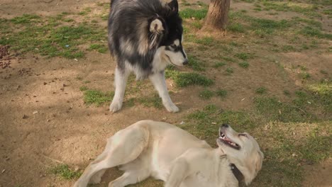 dog resting, playing, running in the park