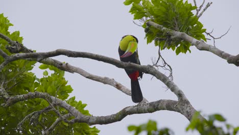 Vibrant-toucan-with-colorful-beak-perched-amidst-green-leaves