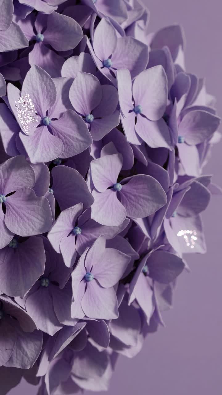 Vídeo em close-up de delicadas hortênsias lavanda, filmado de um ângulo lateral, destacando as pétalas macias