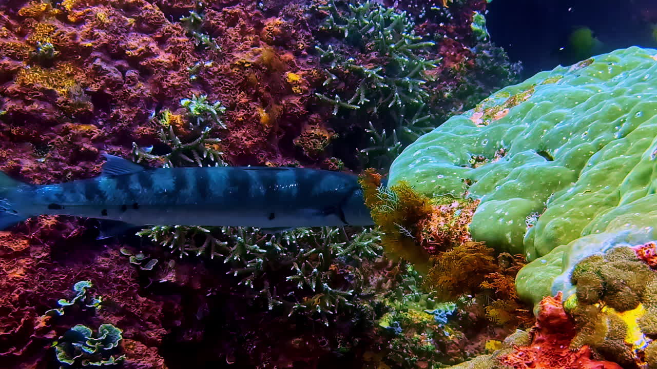 A large striped barracuda slowly swims along a very bright tropical coral reef, contrasting with the colorful red and lime green hard corals