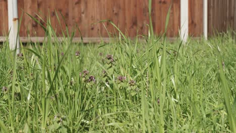 Green-grass-and-purple-wildflowers-in-front-of-red-fence,-sunny-day,-medium-shot