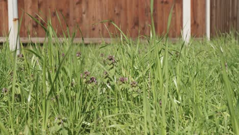 hierba verde y flores silvestres púrpuras frente a la valla roja, día soleado, disparo medio