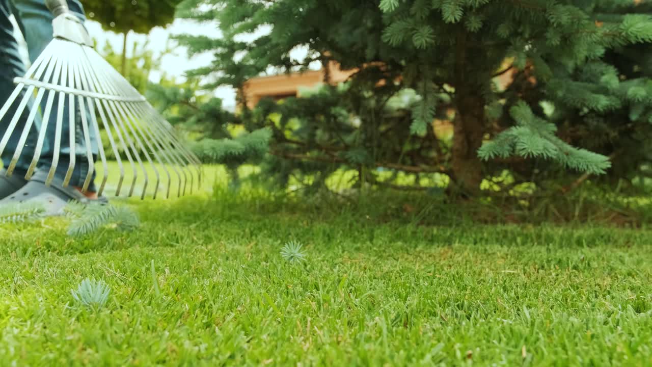 는 과정: 정원사들이 파란색 나무와 소나무를 은 후 을 는.