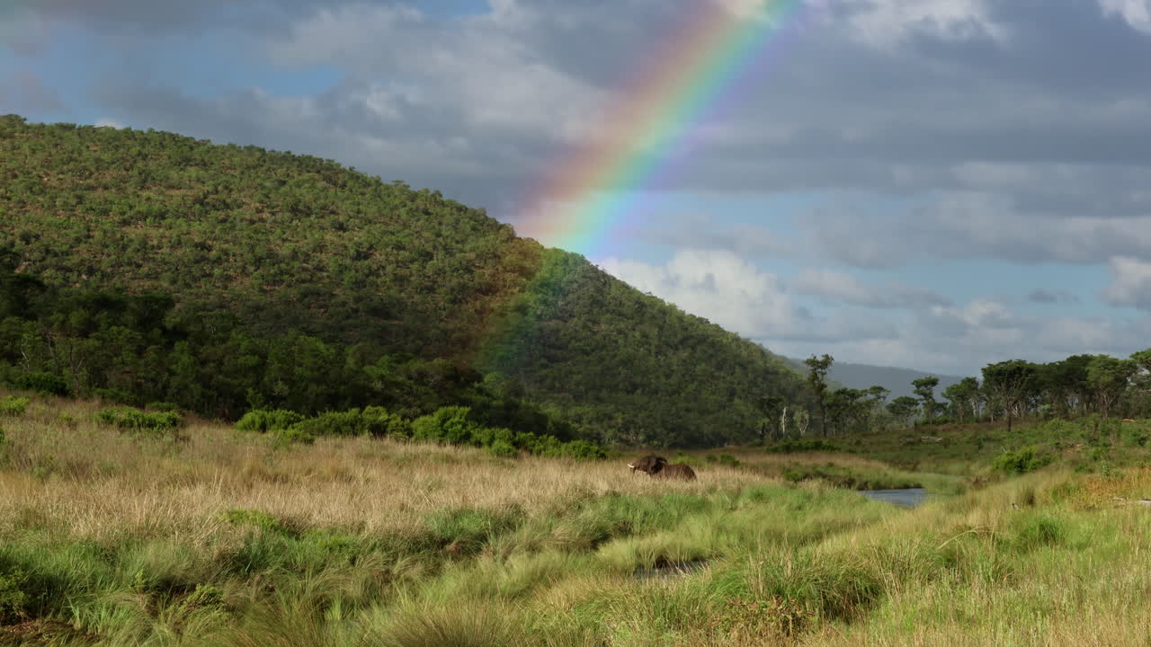 Incredible nature scene as elephant bull walks under rainbow on riverbank