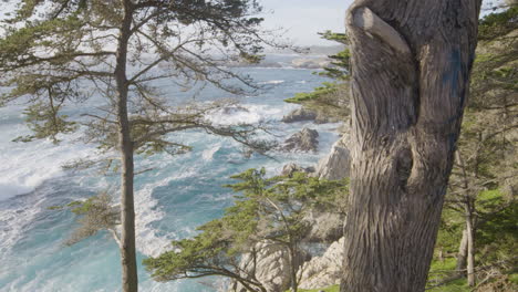 stationary shot of trees on a hill side with calming waves crashing n the background located at big sur california