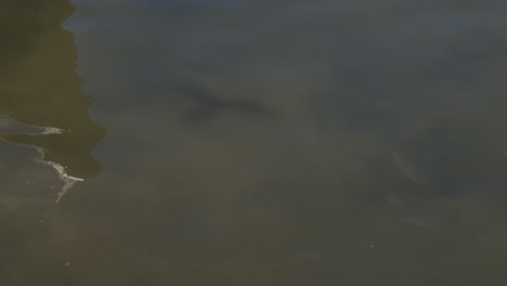 flying birds and sky reflections on calm river water. static shot