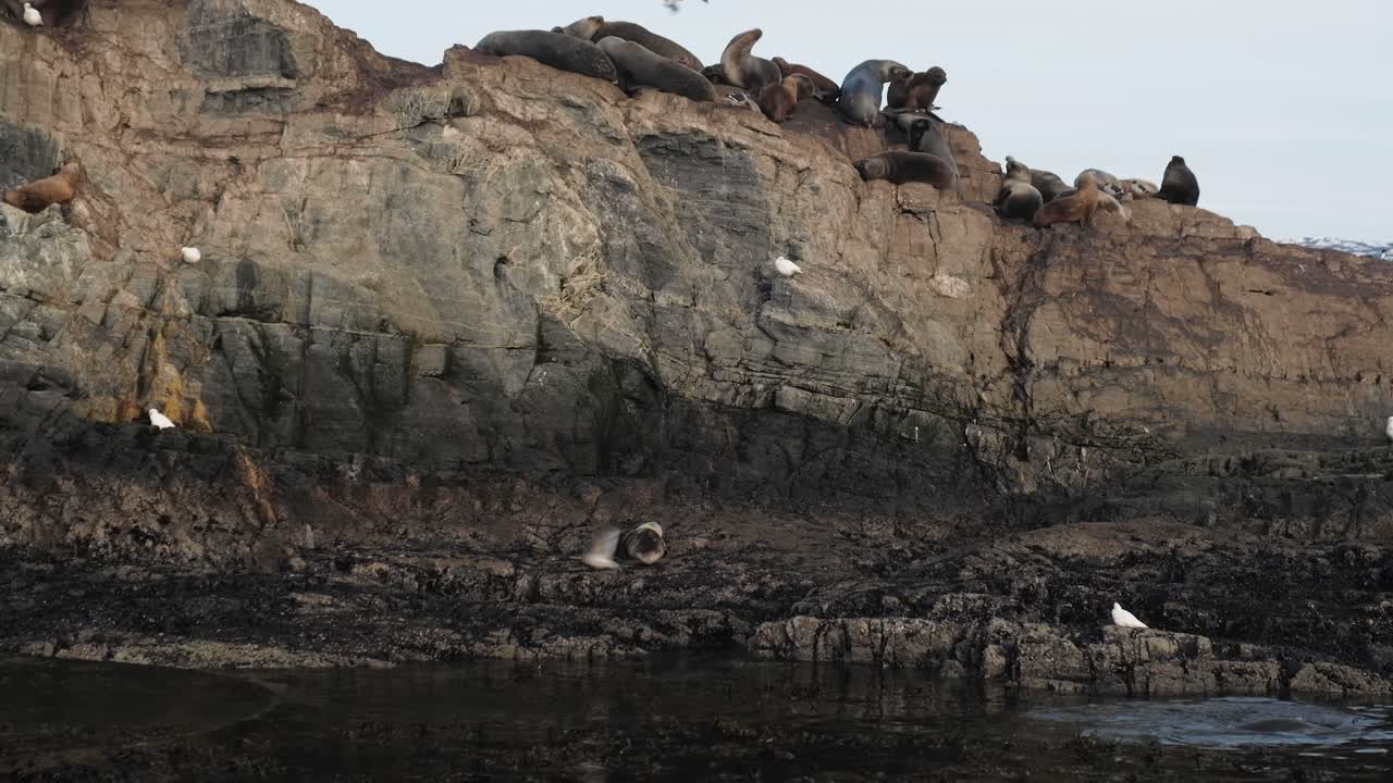 barco turístico navegando alrededor de una isla rocosa llena de lobos marinos y pájaros