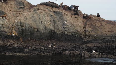 barco turístico navegando alrededor de una isla rocosa llena de lobos marinos y pájaros