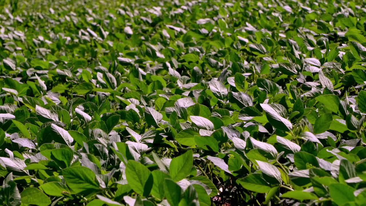 Green Soy Bean Plants In Field, medium shoot