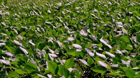 green soy bean plants in field, medium shoot