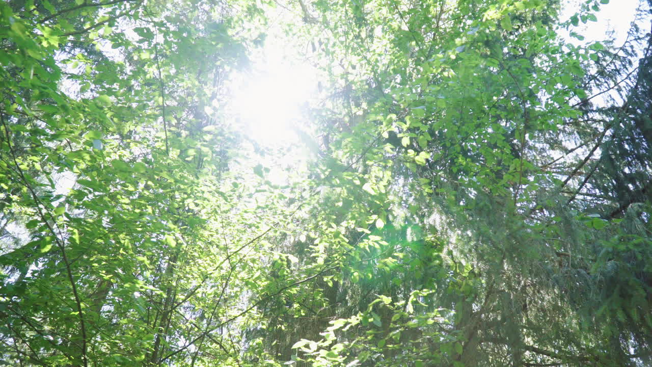 солнечные лучи проникают сквозь кроны деревьев в густом лесу.