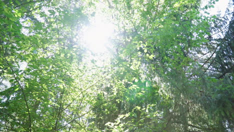 Sunny-rays-make-their-way-through-crowns-of-trees-in-dense-forest.-Sun-shining