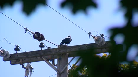 bird on a telephone wire